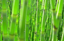 bambú japonés