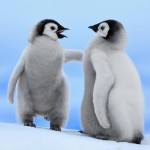 Fondo de pantalla Pareja de pingüinos bebés