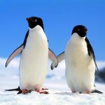Fondo de pantalla Pingüinos enamorados