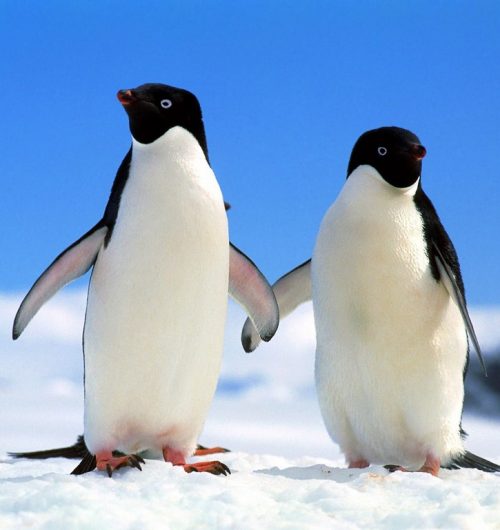 Fondo de pantalla Pingüinos enamorados