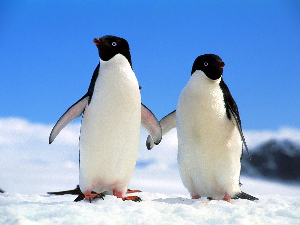 Fondo de Pantalla de Pingüinos enamorados - Buscar Pareja Estable | Twin  Shoes: Blog del Amor