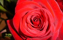 Rosa roja: símbolo del amor