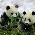 Wallpaper pareja de osos panda