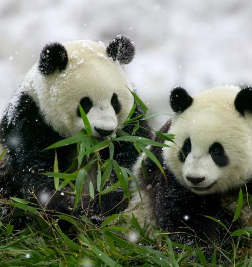 Wallpaper pareja de osos panda